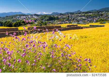 《長野》波斯菊與稻穗/秋景 82473586