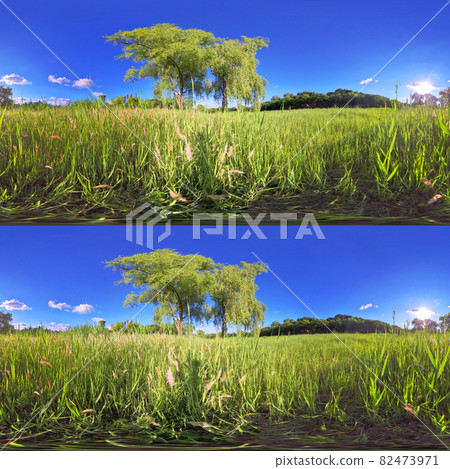 Full spherical 3D 360 degree panorama view, Forest and Park 360 image, VR AR content. 82473971
