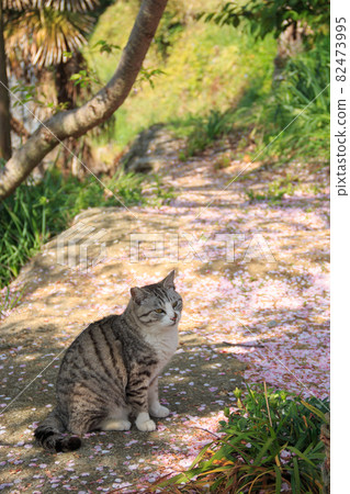 Cat on the island of the Seto Inland Sea [Ogijima] 82473995