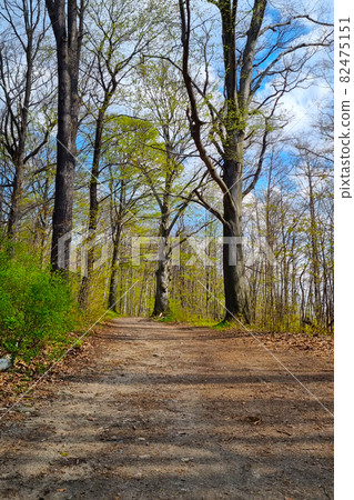 View of the trail in the forest in early spring. 82475151
