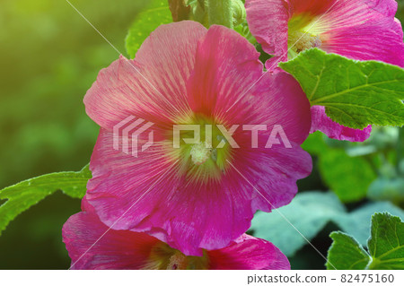 Close-up of the red flowering stock in the park. Close-up of the red flowering stock in the park. 82475160
