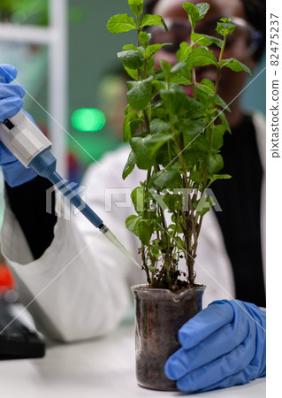 Closeup of african american biologist researcher dropping liquid in sapling Closeup of african american biologist researcher dropping liquid in sapling 82475237