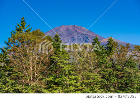 (靜岡縣)從紅葉開始的水月公園看富士山 (靜岡縣)從紅葉開始的水月公園看富士山 82475353