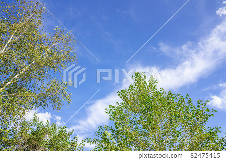 秋天的樺樹和藍天 82475415