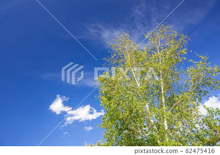 秋天的樺樹和藍天 82475416