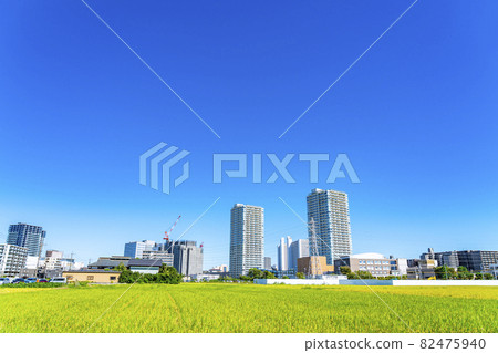 [Kanagawa Prefecture] A rural landscape with beautiful rice ears and an urban landscape of Ebina 82475940