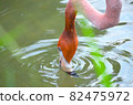 Flamingo under eating 82475972