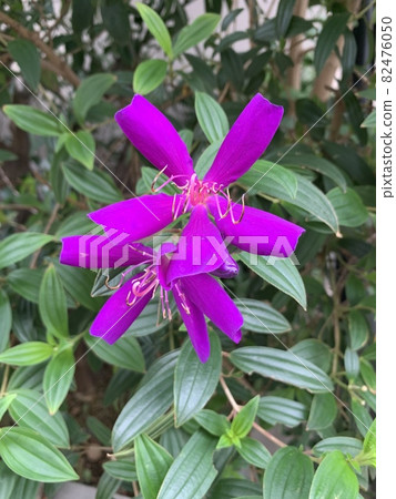 花 82476050