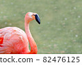 Bright flamingo 82476125