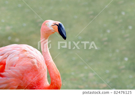 Bright flamingo Bright flamingo 82476125