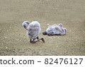 Baby flamingo 82476127