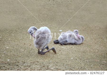 Baby flamingo Baby flamingo 82476127