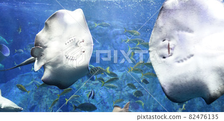 Aquarium's large tank 82476135