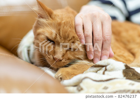 I like cats, tea tabby cats 82476237