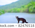 Iriomote cat and Iriomote island mangrove 82476518