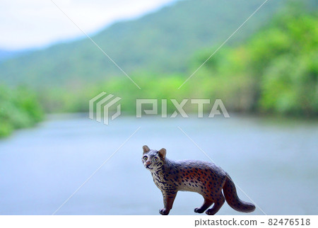 Iriomote cat and Iriomote island mangrove Iriomote cat and Iriomote island mangrove 82476518