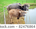 Parent and child of buffalo on Taketomi Island 82476864