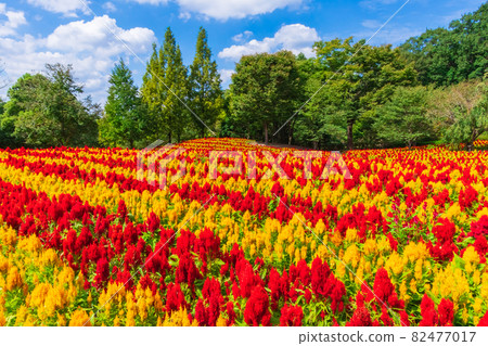 Gifu World Rose Garden, Celosia in full bloom <Kani City, Gifu Prefecture> 82477017