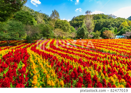 Gifu World Rose Garden, Celosia in full bloom <Kani City, Gifu Prefecture> 82477019