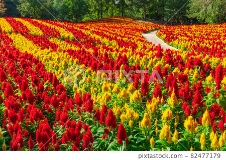 Gifu World Rose Garden, Celosia in full bloom <Kani City, Gifu Prefecture> Gifu World Rose Garden, Celosia in full bloom <Kani City, Gifu Prefecture> 82477179