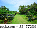 Nature of Kohama Island 82477239