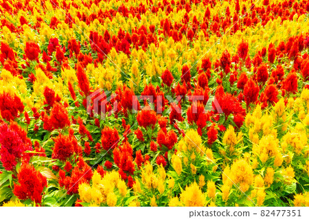 Gifu World Rose Garden, Celosia in full bloom <Kani City, Gifu Prefecture> Gifu World Rose Garden, Celosia in full bloom <Kani City, Gifu Prefecture> 82477351