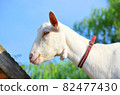 White goat profile 82477430