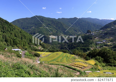 Yone Rice Terraces Season of Rice Harvesting (Otoyo Town, Kochi Prefecture) Yone Rice Terraces Season of Rice Harvesting (Otoyo Town, Kochi Prefecture) 82477871