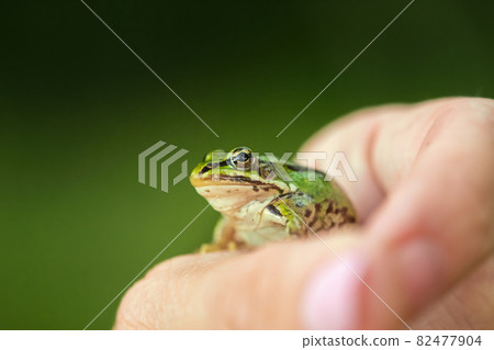 Human Hand holds a green frog, selective focus, green blurred background Human Hand holds a green frog, selective focus, green blurred background 82477904