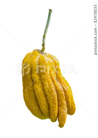 Citrus medica var. sarcodactylus, Fingered citron of Buddha's Hand, fruit is fragrant for perfume isolated on white background with clipping path. Citrus medica var. sarcodactylus, Fingered citron of Buddha's Hand, fruit is fragrant for perfume isolated on white background with clipping path. 82478035