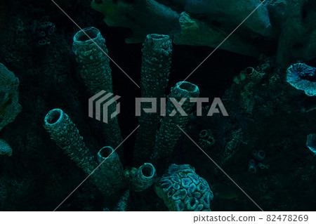 dark coral reef formation on the ocean floor dark coral reef formation on the ocean floor 82478269