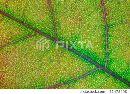 Abstract texture of a green leaf, close up image of leaf textures Abstract texture of a green leaf, close up image of leaf textures 82478498