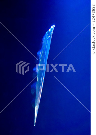 Hairtail swimming aquarium Hairtail swimming aquarium 82478658