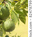 Shiranui before maturity ① (vertical) 82478799