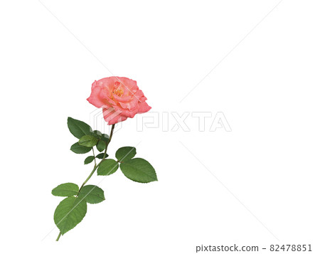 花 透明背景 蠶 插圖素材 4751 圖庫