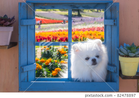 窗外的白色博美犬暮色 窗外的白色博美犬暮色 82478897