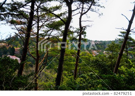 View from the hiking trail 82479251