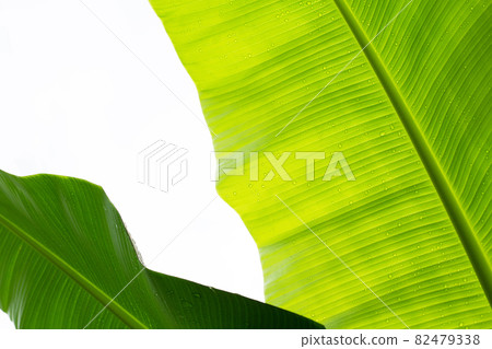 Banana leaves on white background. Banana leaves on white background. 82479338