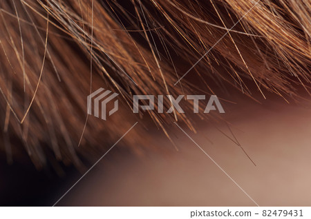 Macro of human hair ends Macro of human hair ends 82479431