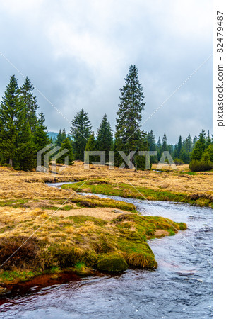 Mountain grassland landscape with Jizerka river, Jizera Mountains, Czech Republic. 82479487