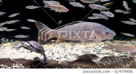 Underwater photo of turtle and carp 82479906