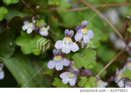 Ivy 82479922