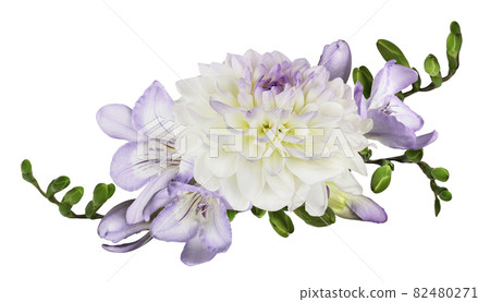 Purple freesia flowers and white dahlia in a floral arrangement isolated Purple freesia flowers and white dahlia in a floral arrangement isolated 82480271