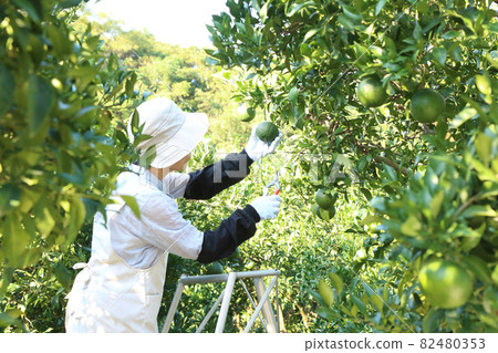 Senior woman on a tripod and picking fruits in a deco-pon field Senior woman on a tripod and picking fruits in a deco-pon field 82480353