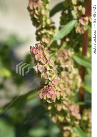 Patience dock 82480423