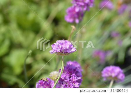 Great thrift Ballerina Lilac 82480424