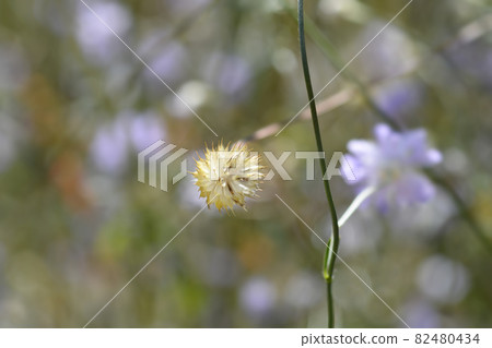 Transylvanian scabious Transylvanian scabious 82480434