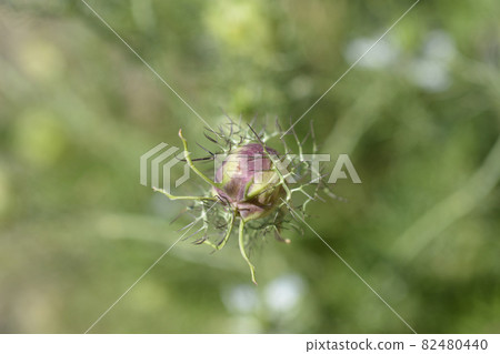 Love-in-a-mist Shorty Blue fruit 82480440