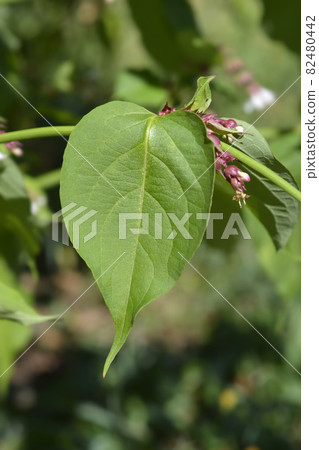 Himalayan honeysuckle 82480442