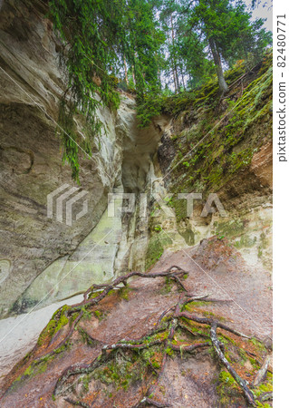 Sandstone cliffs of Sietiniezis on the shore of the river Gauja in Latvia Sandstone cliffs of Sietiniezis on the shore of the river Gauja in Latvia 82480771